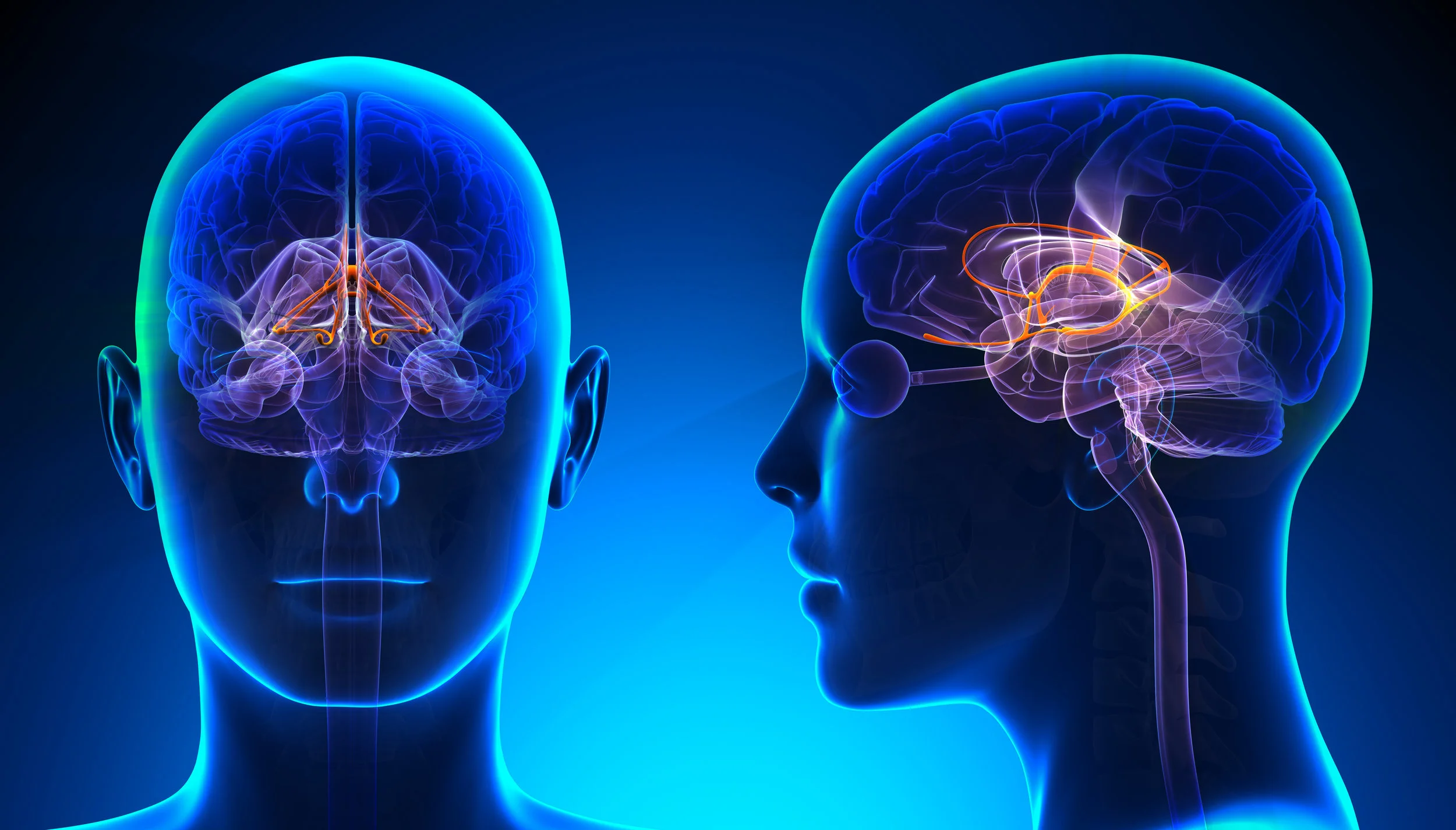 Midbrain region - in the center at about the level of the ears; this corresponds to the general region of the Mud Palace in Daoism (ajna chakra in Hindu yoga)