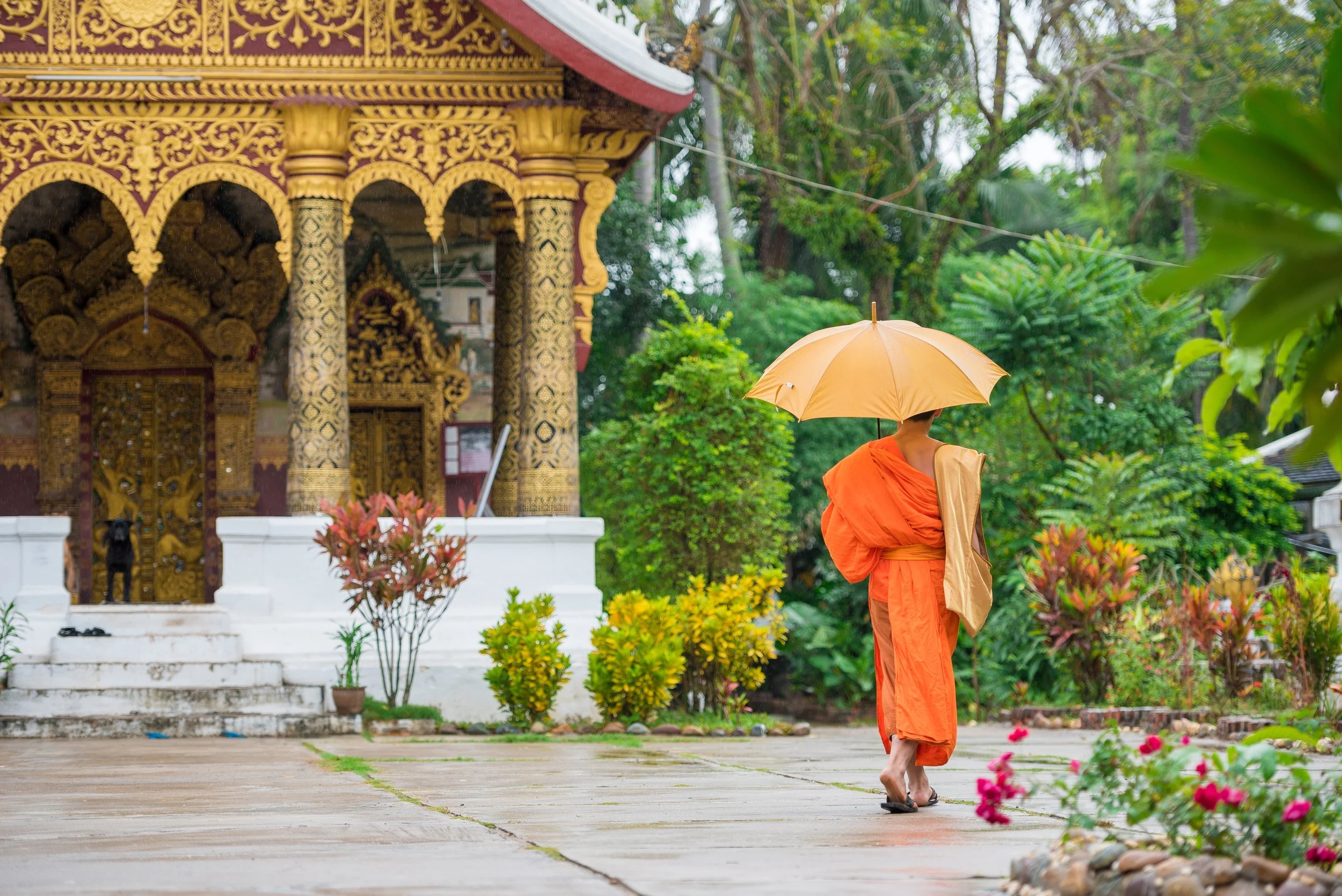 Theravadin monk walking on city street, Louangphabang, Laos..jpeg