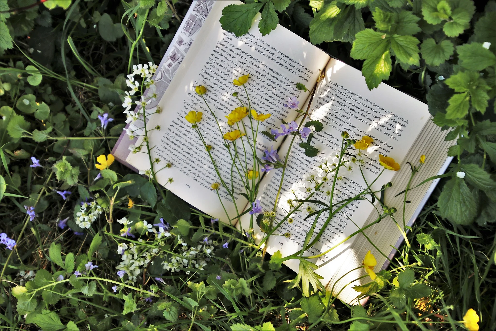 reading-3355230_1920.jpg