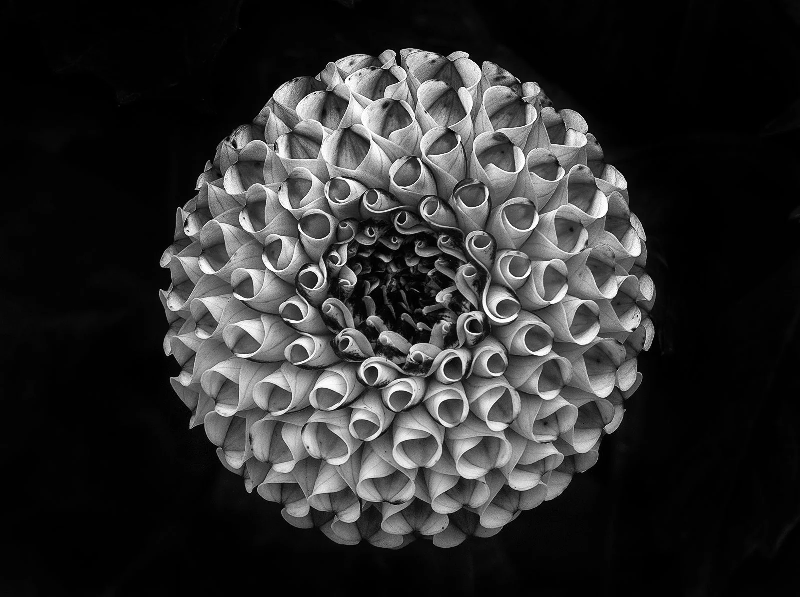 Dahlia.web.jpg