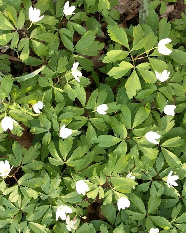 Quiet moments in the forest this spring looking for textures. 🌱Little reminders that we are still growing &amp; changing despite how we all may feel. ✨ #plant #plants #botanical #botany #nature #natural #leaves #leaf #wetlands
