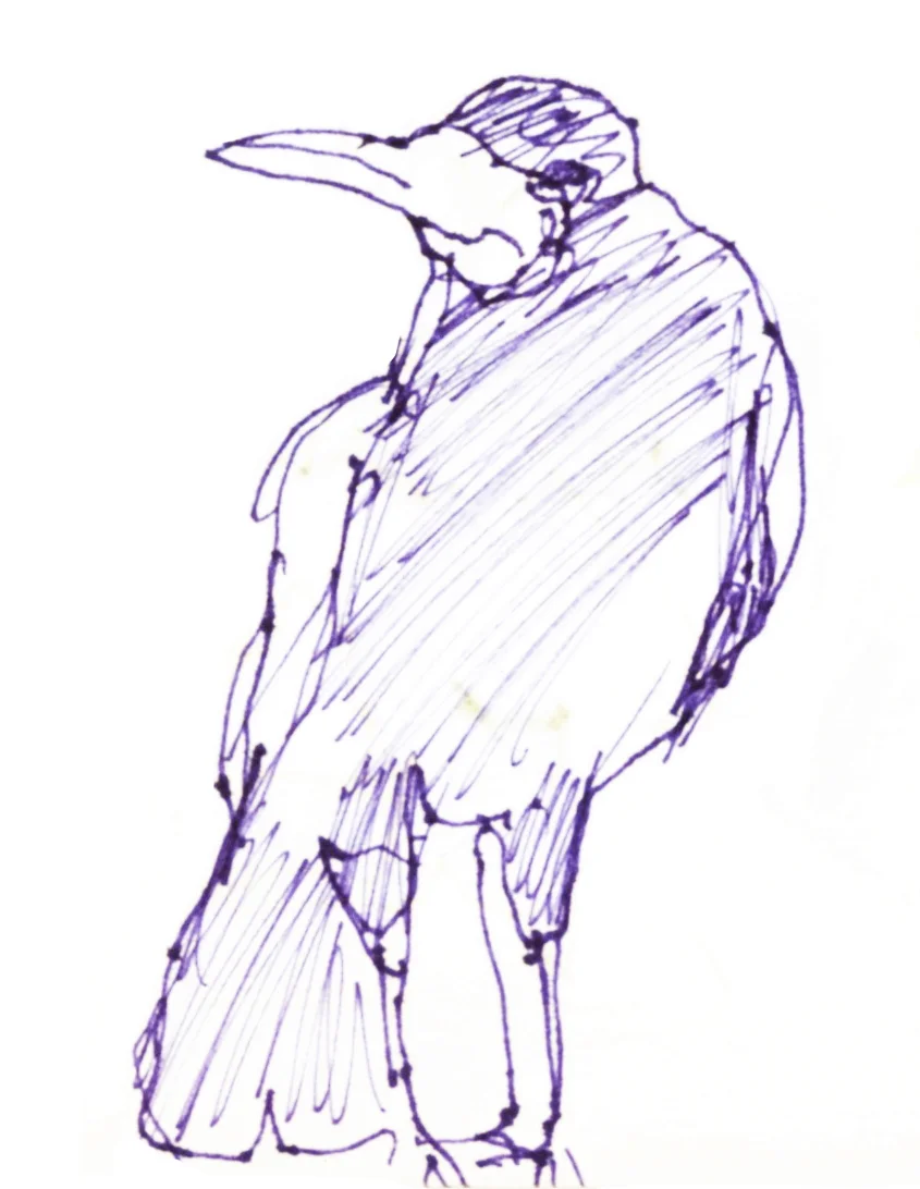 raven