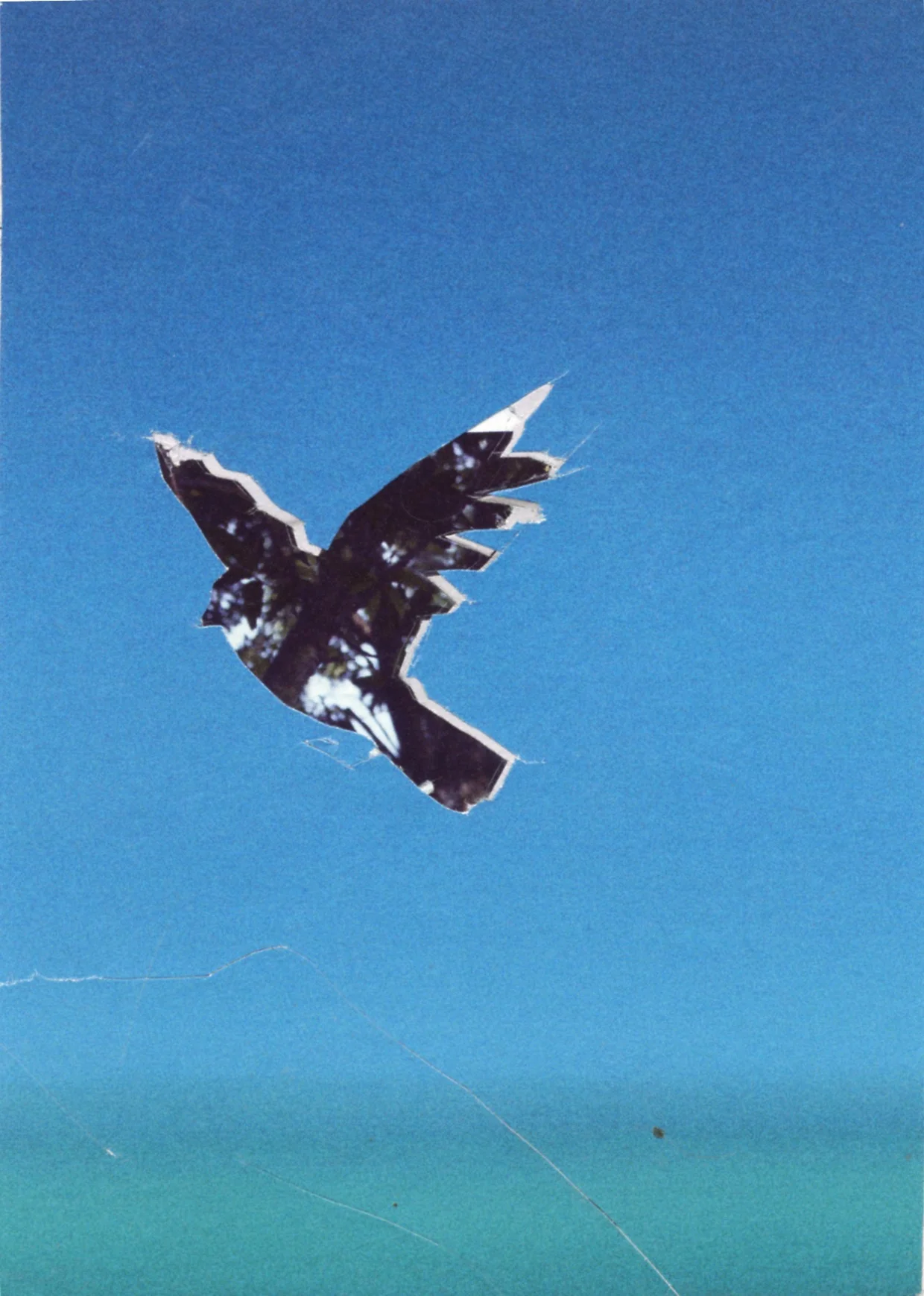 bird