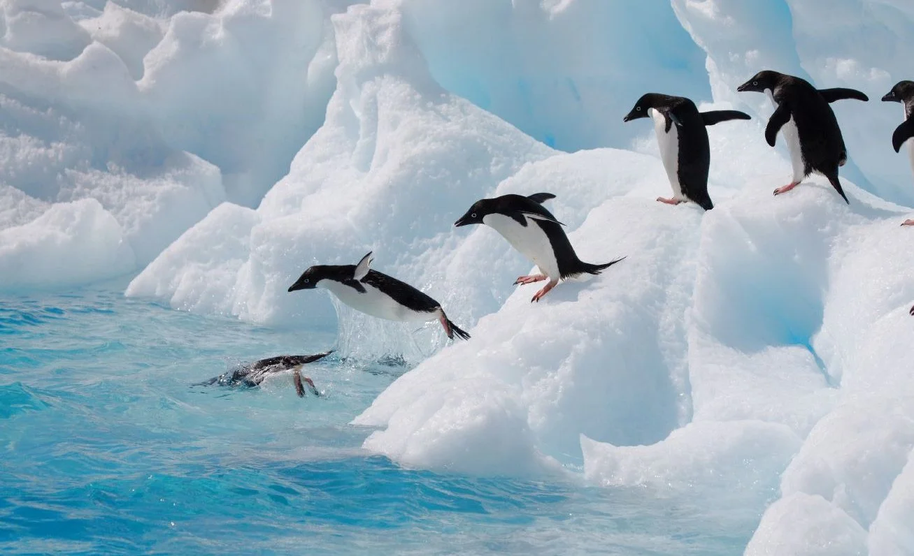 penguins.jpg