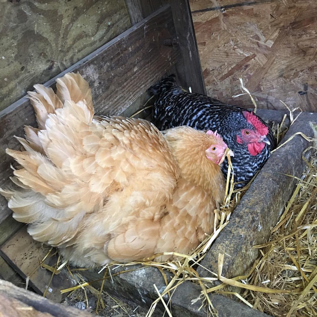 BIG MAMA (BOTTOM) GETS SOME COMPANY.