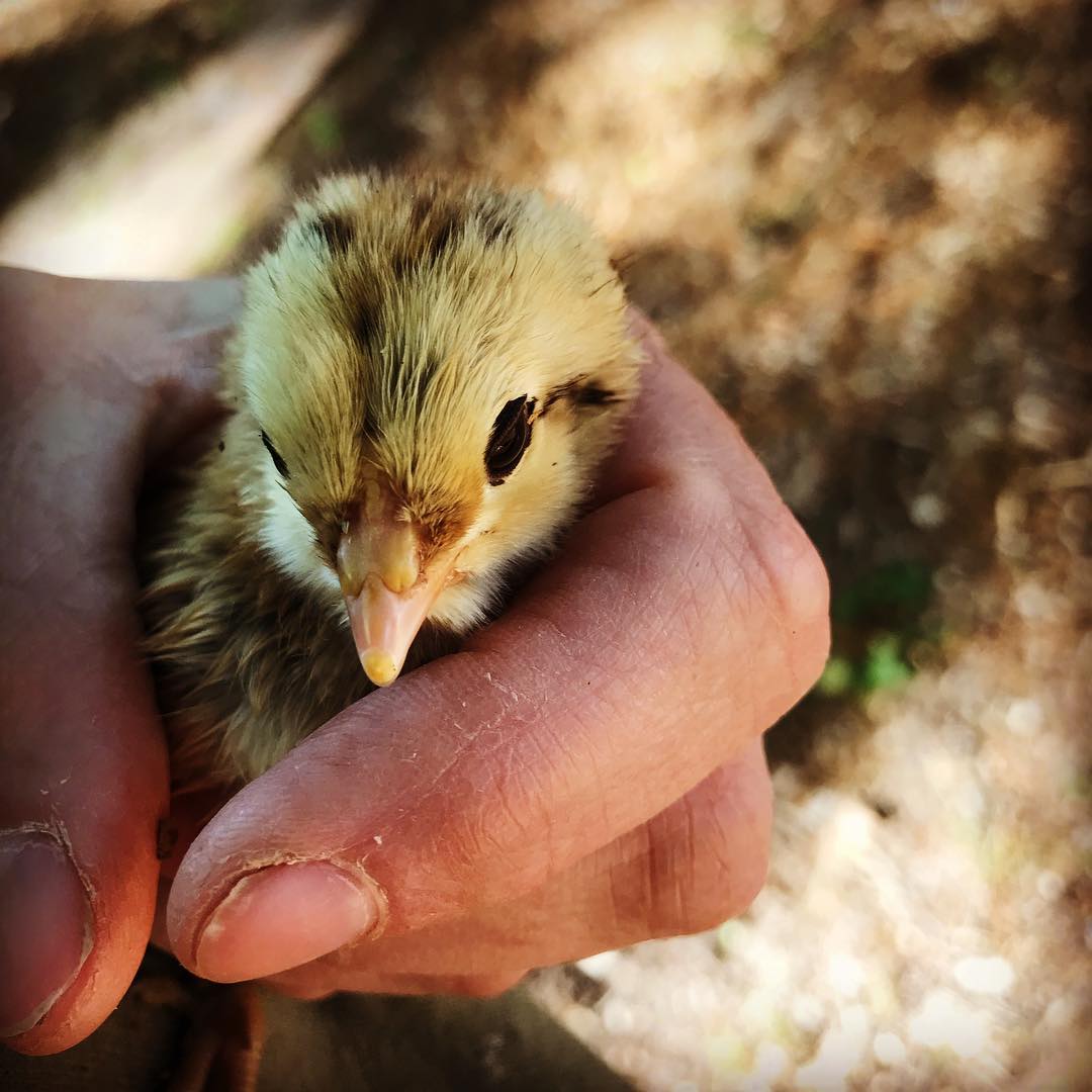 THIS ADORABLE CREATURE WAS ONE OF THE THREE CHICKS THAT HATCHED.