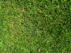 plain-grass-area.jpg