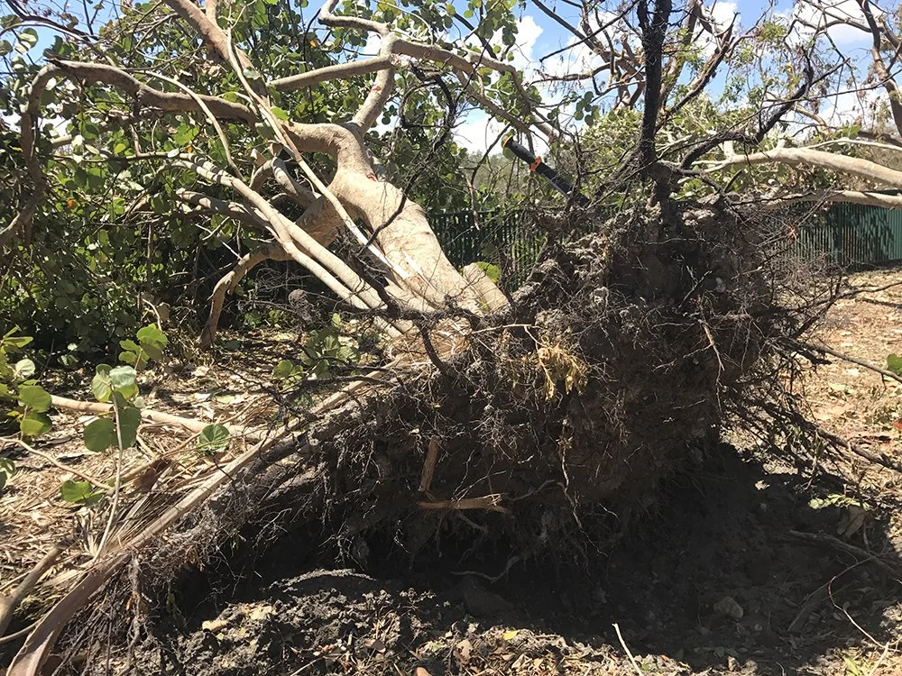 emergency-rescue-hurricane-irma-devastation-11929pm-091617.jpg