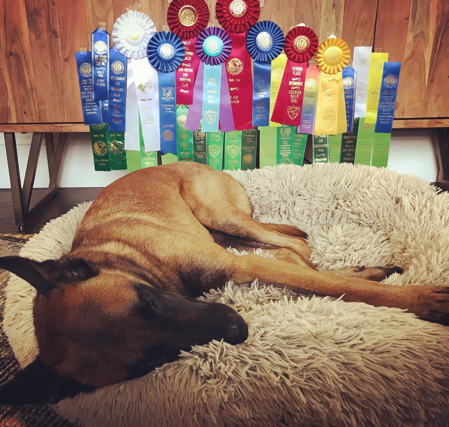 Dakota@Rest.  He worked hard in 2022 (and loved every minute of it) earning 5 titles in AKC Rally and Obedience.  Many thanks to @eleanorpost_lonelyhunters , @ikoniccanine, Lora Cox, Lizanne Kaiser, Harriet Tucker, and all our friends at @oaklanddogt