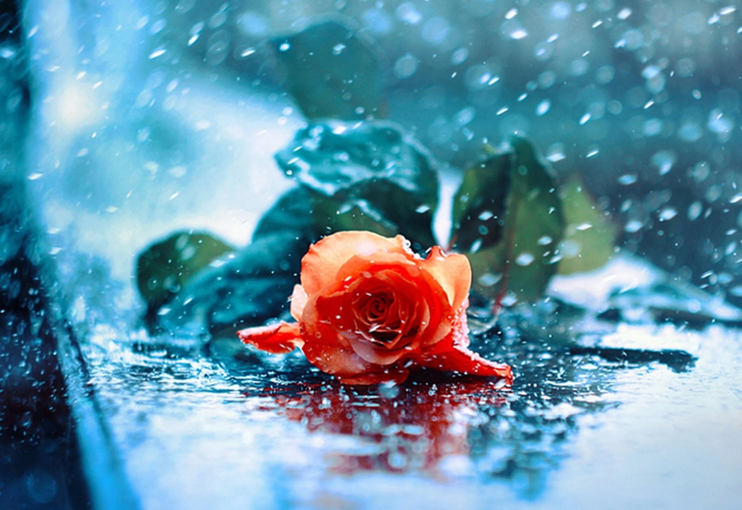rose-with-water-drops-wallpaper-3.jpg