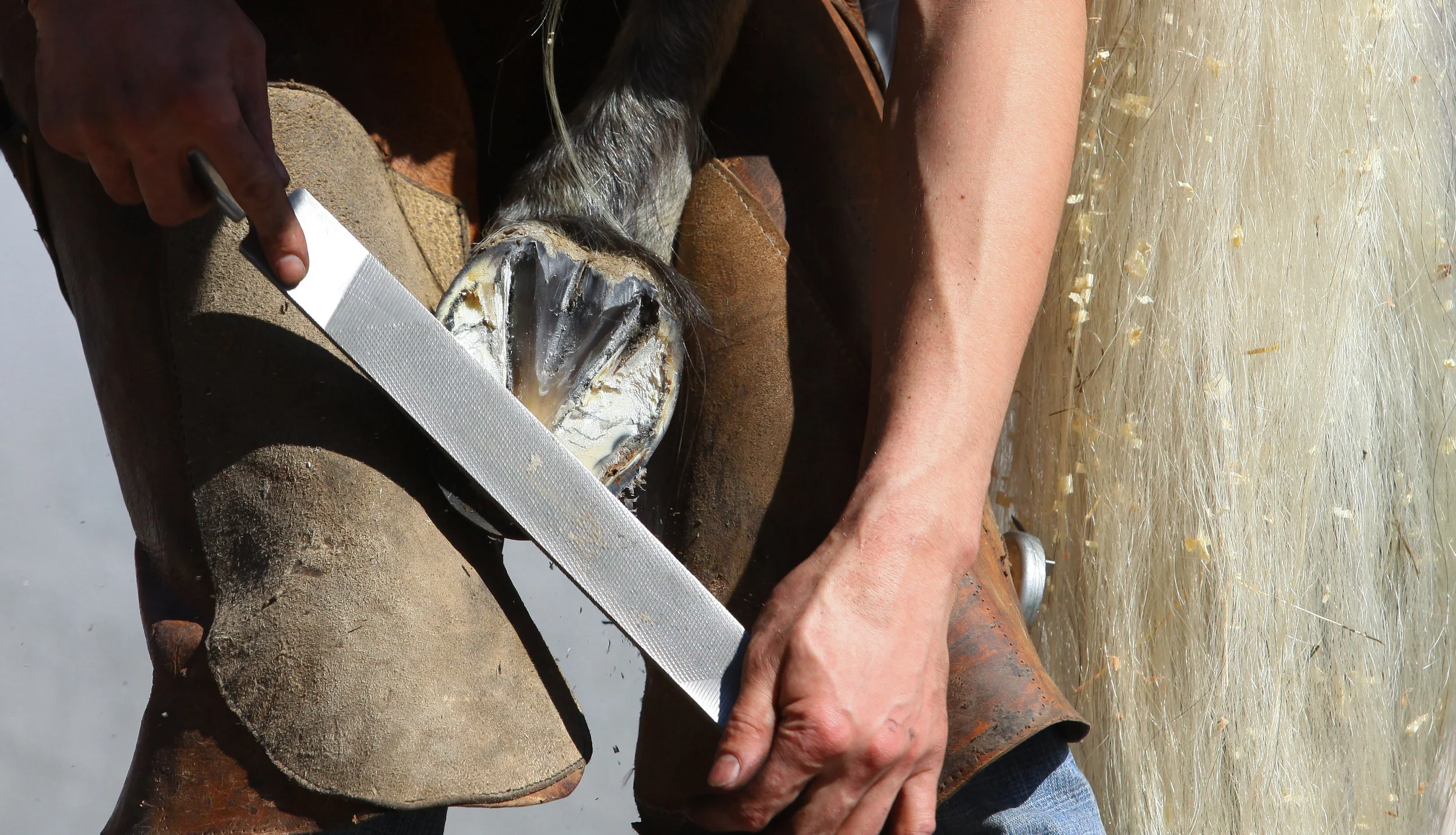 Equine Farrier.jpeg