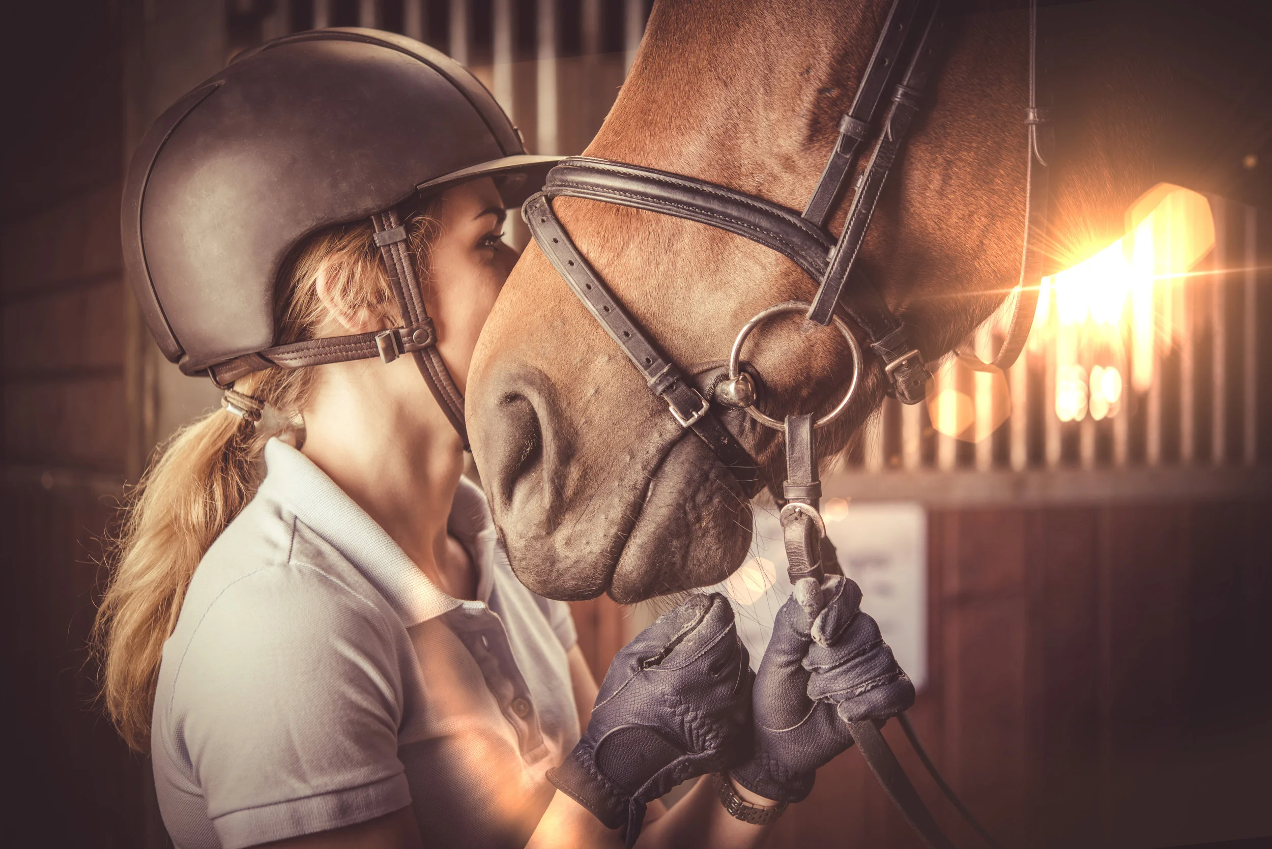 Equine horse and rider .jpeg