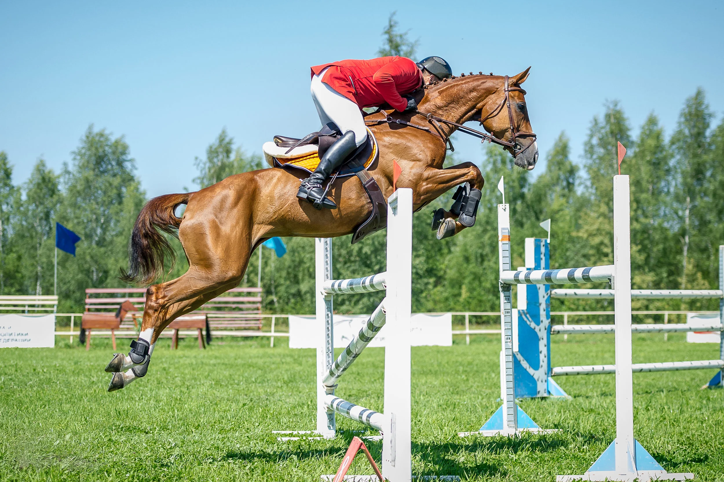 Equine horse and rider show jumping .jpeg