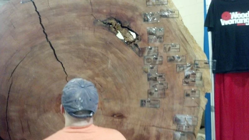 Ancient tree slab