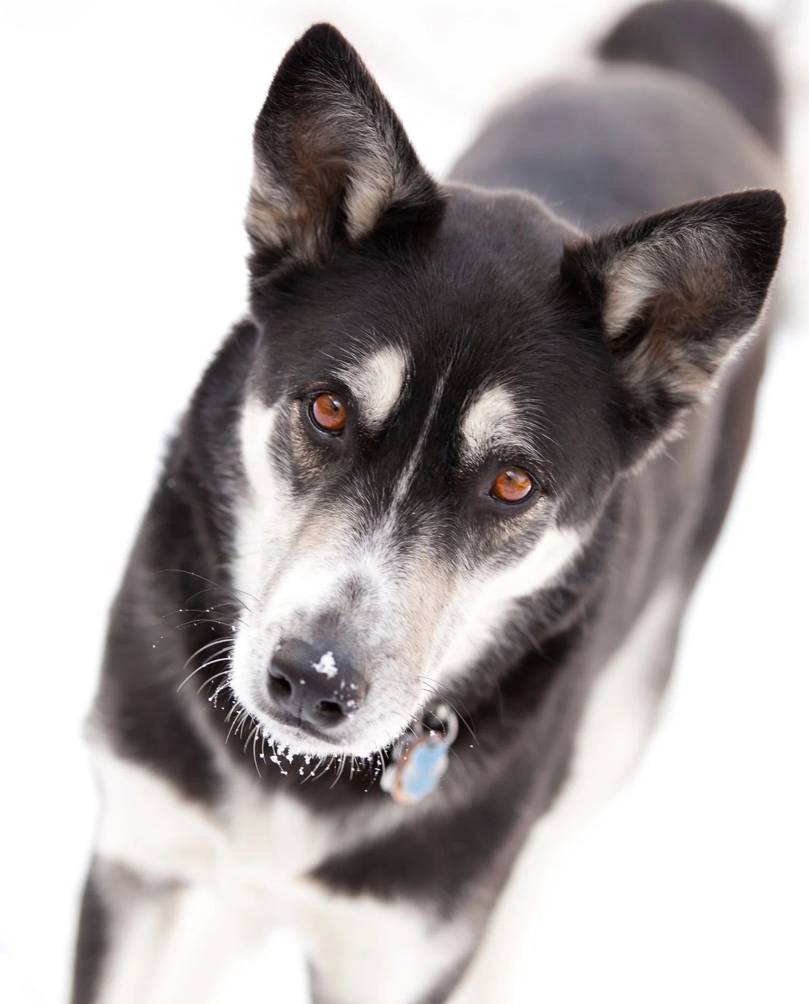 Albuquerque-Stephanie-Stewart-Photography-selflove-with-stephanie-self-love-husky-mix-Shepard-mix-husky-in-snow-shepsky.jpg