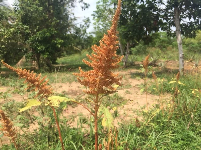 Abigal and Chris Duman