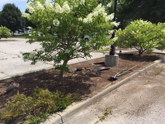 For the first time since Seven Oaks took ownership of the property, the beds of the islands in the parking lot are visible! 