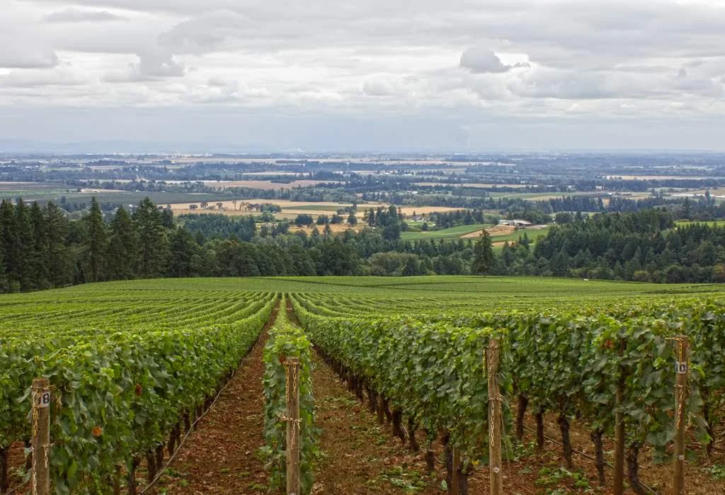 Domaine Drouhin