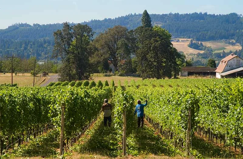 Natalies Estate Winery
