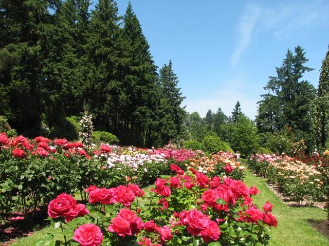 Rose Garden