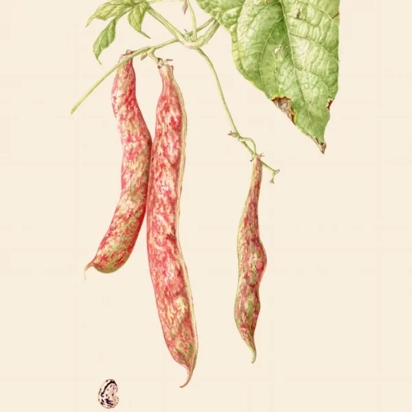 BEANS FOR FMC.jpg