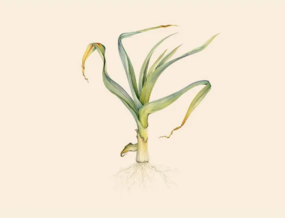 Leek.jpg