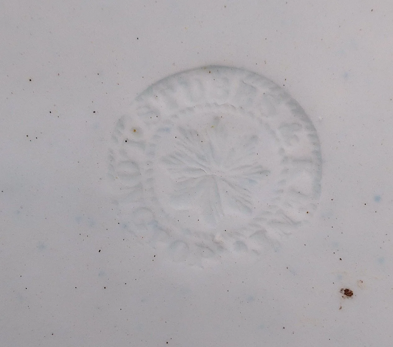 shellplate1.1.jpeg