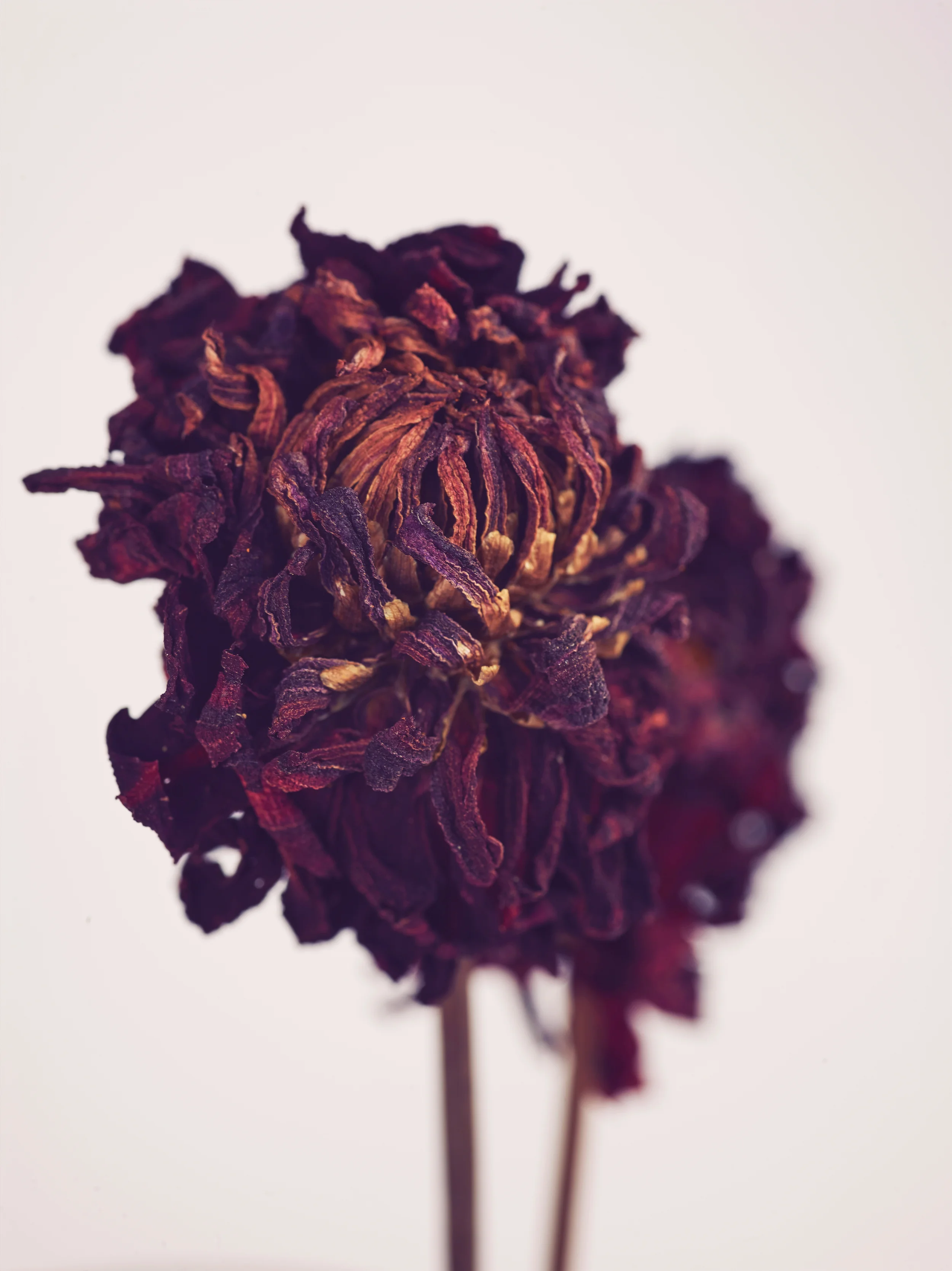 Flowers-6.jpg