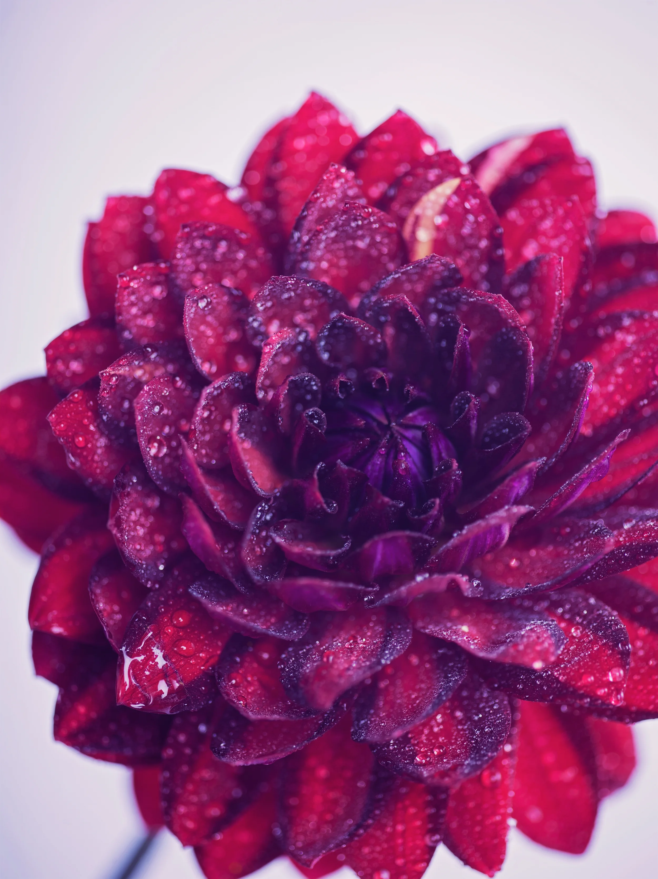 Flowers-5.jpg