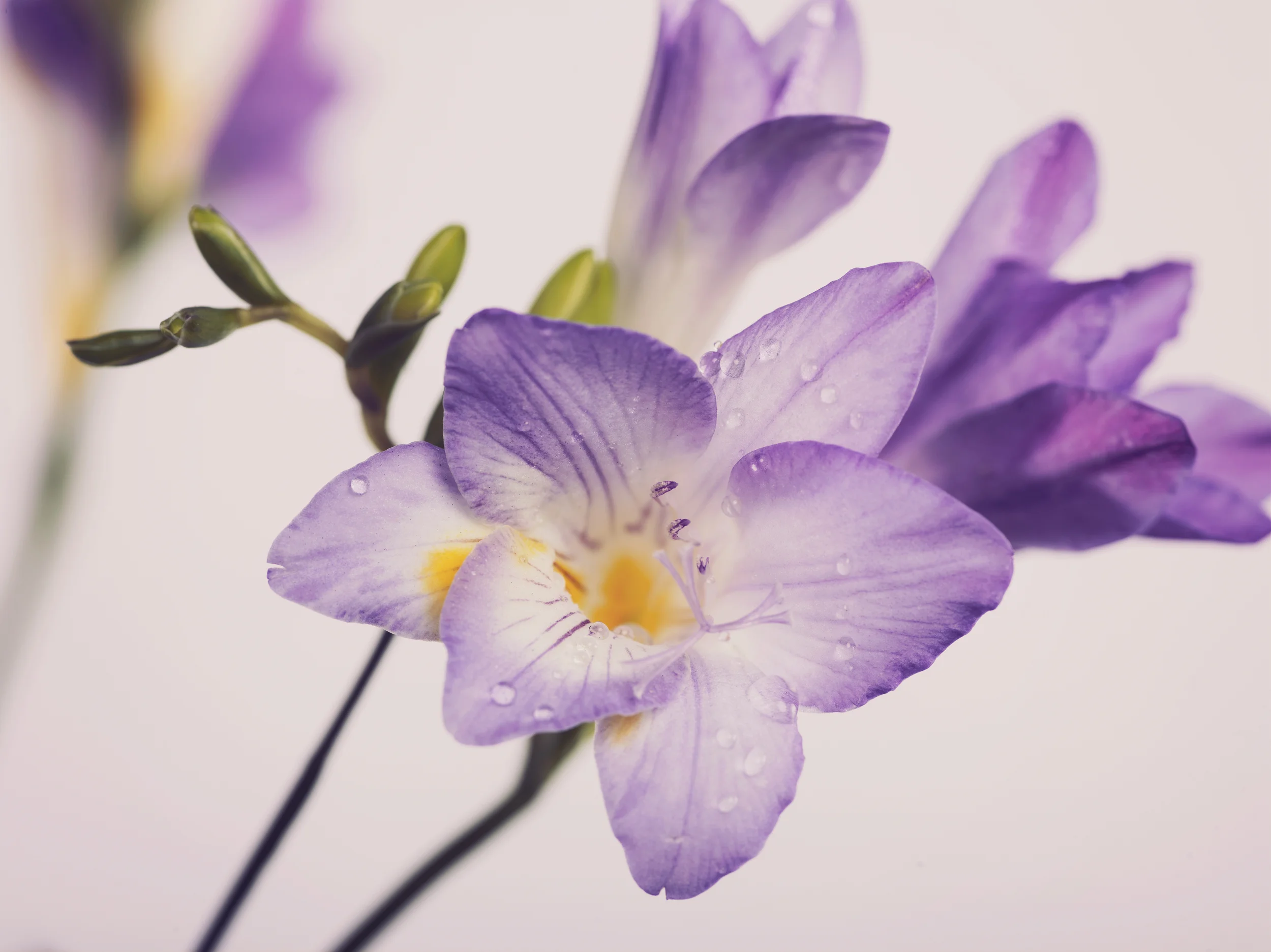 Flowers-1.jpg