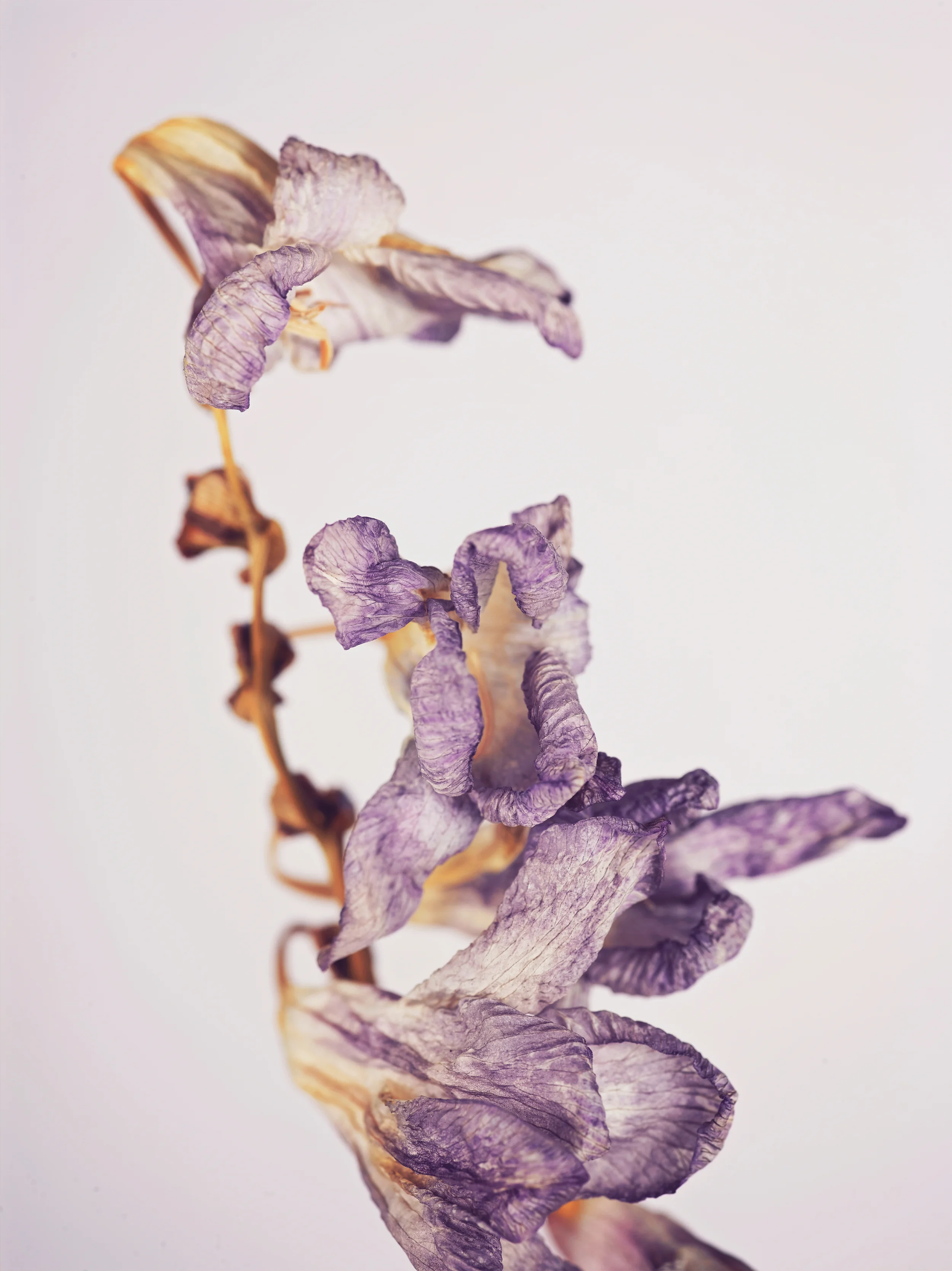 Flowers-2.jpg