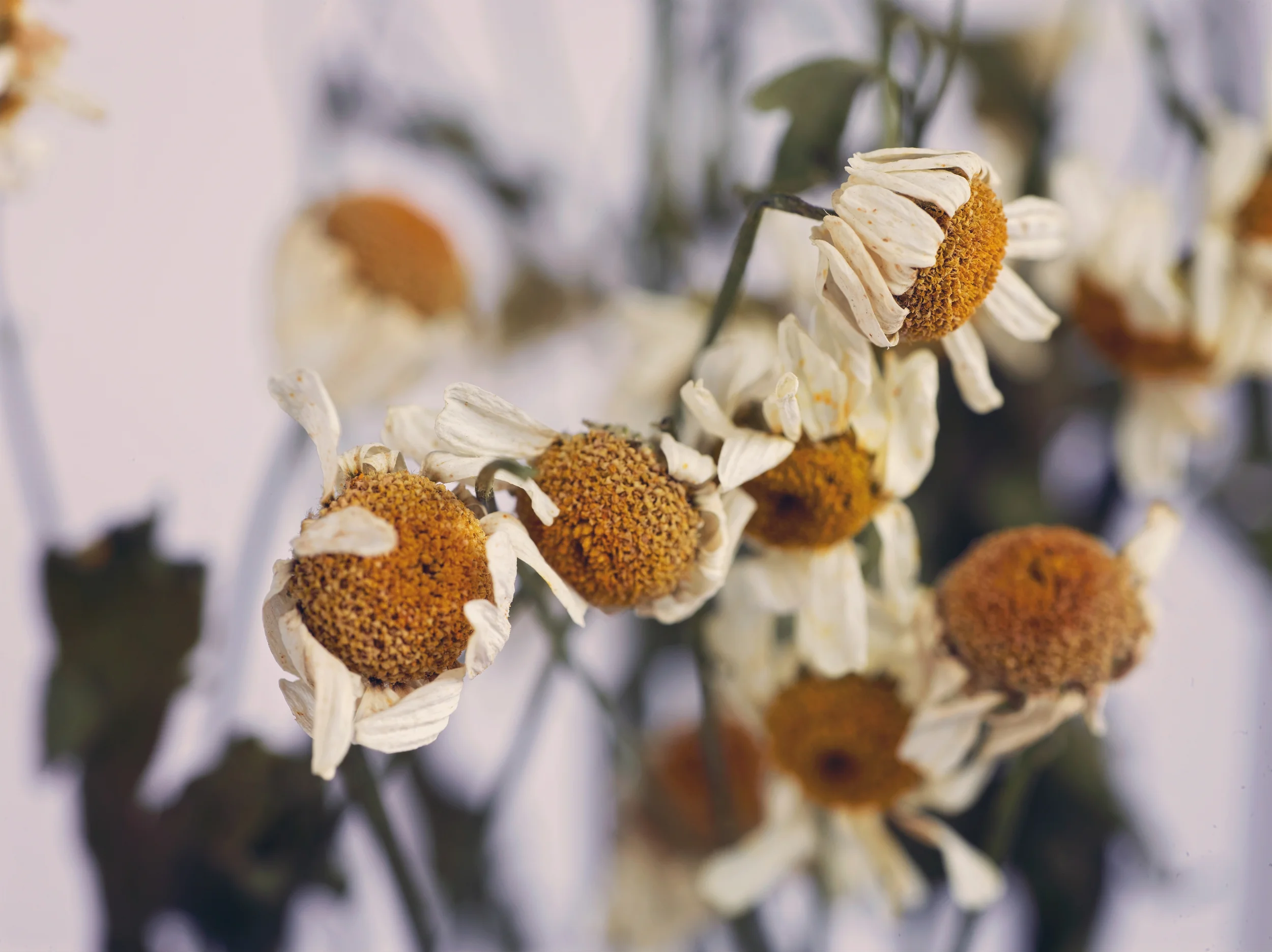 Flowers-4.jpg