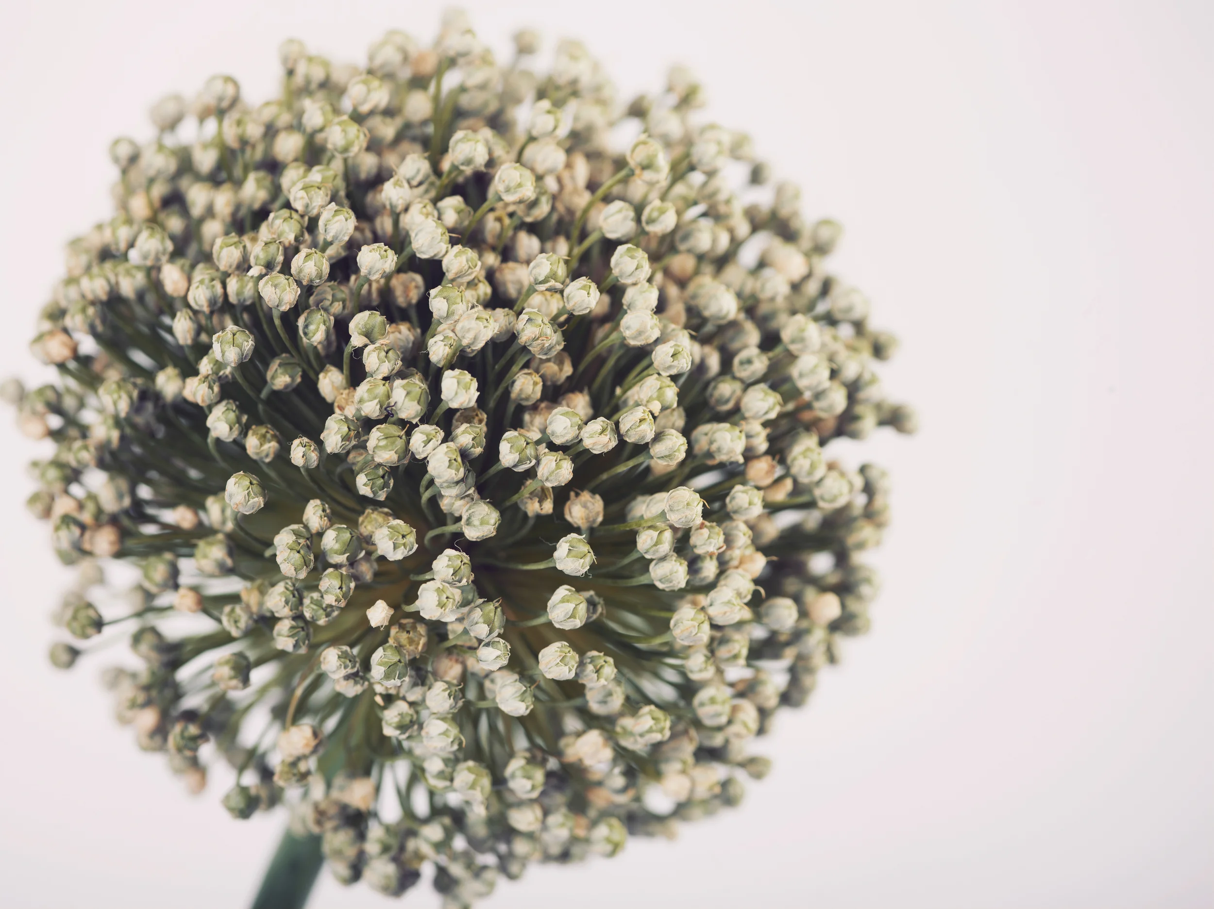 Flowers-9.jpg