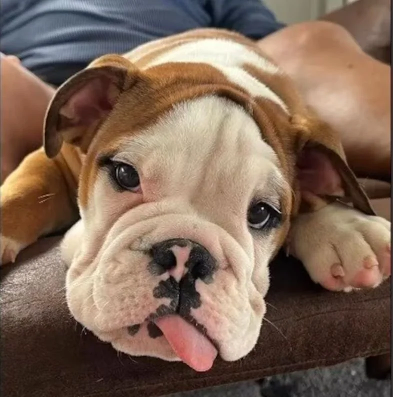 rocky-dog-birthday-facebook.jpg