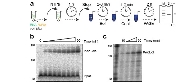 Figure 7 Incorporation assay.jpg
