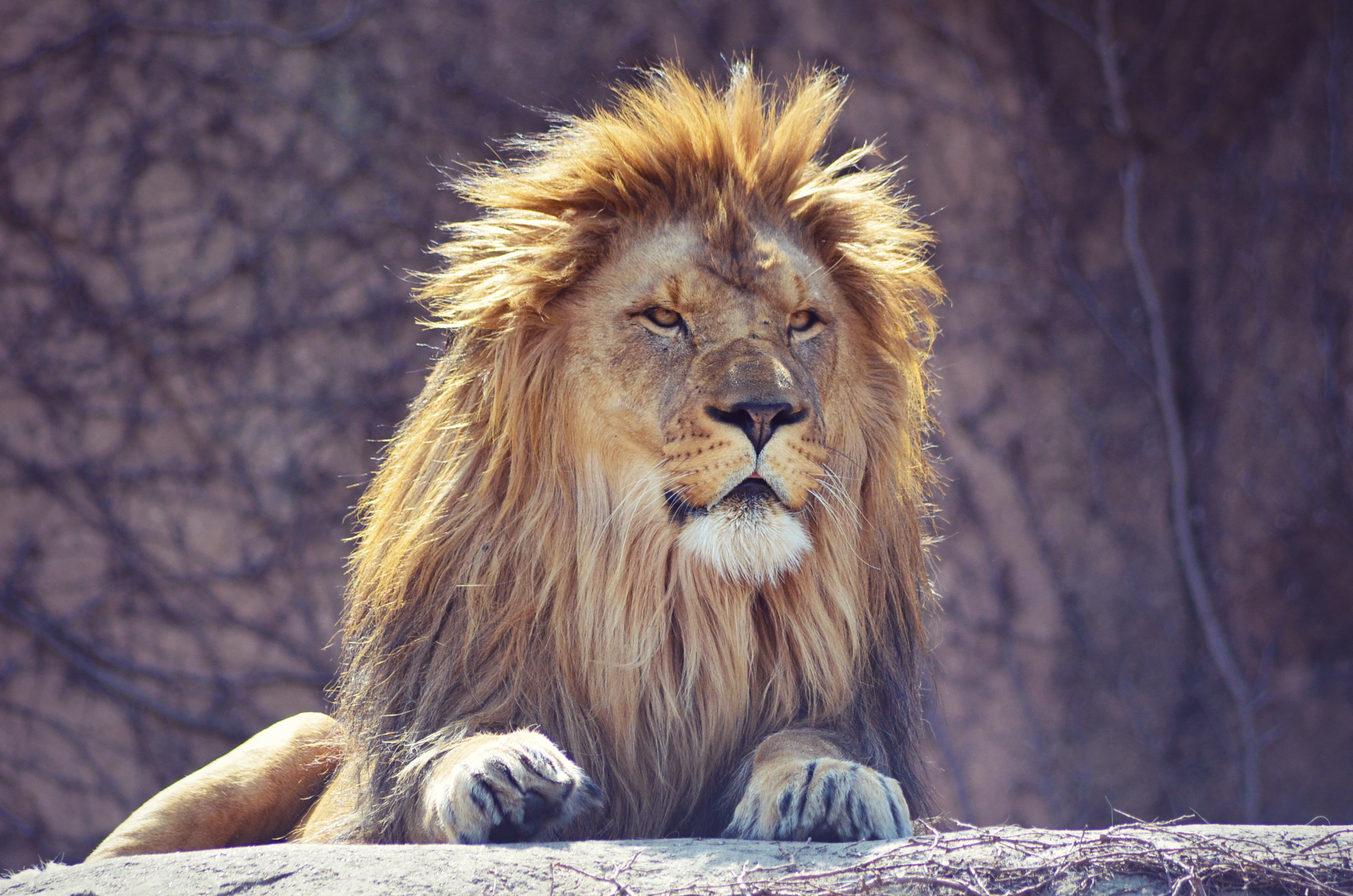Lincoln Park Zoo