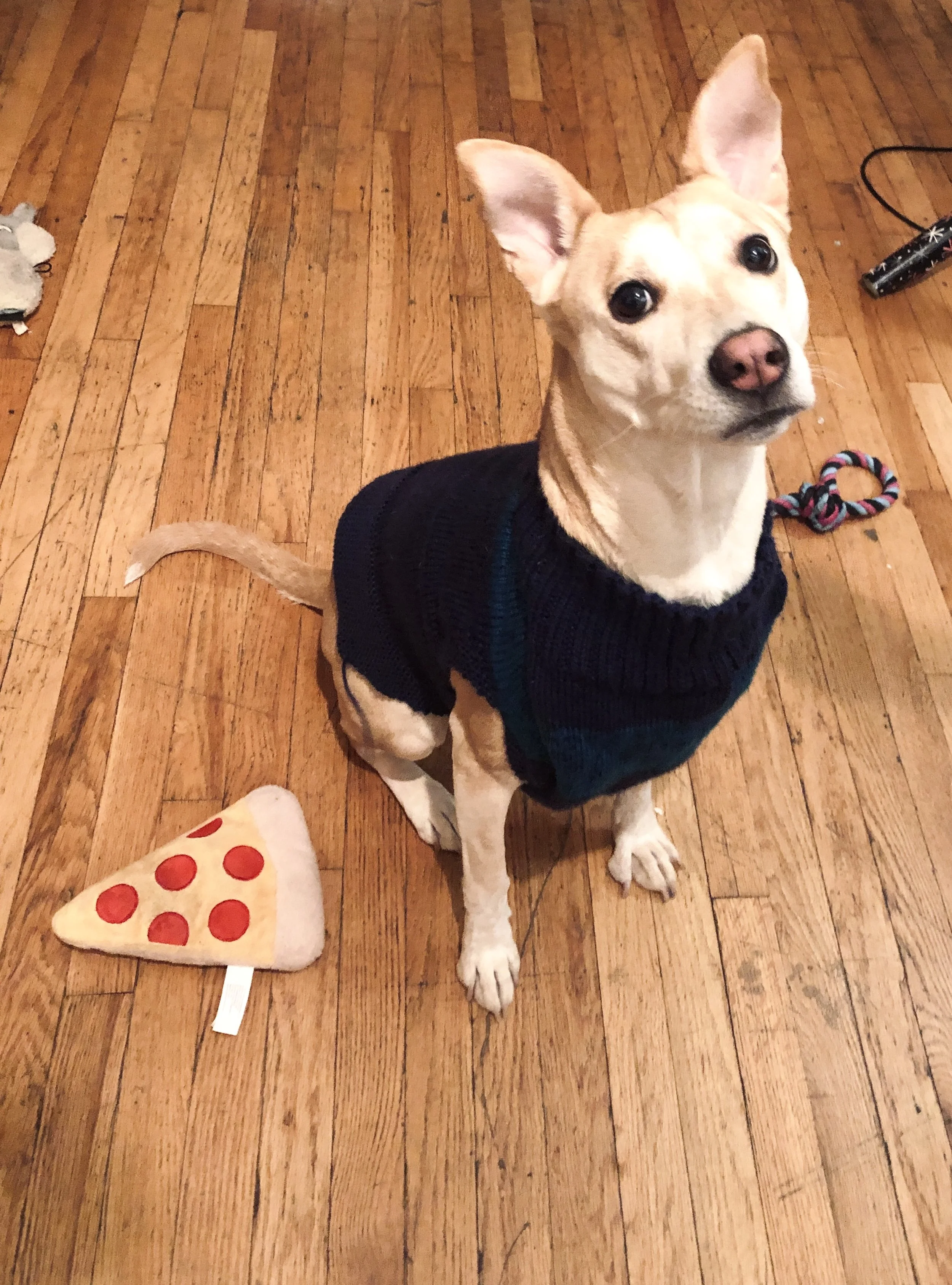 A dog wearing a dark sweater sitting on a wooden floor, with a pizza-shaped plush toy and a rope toy nearby.