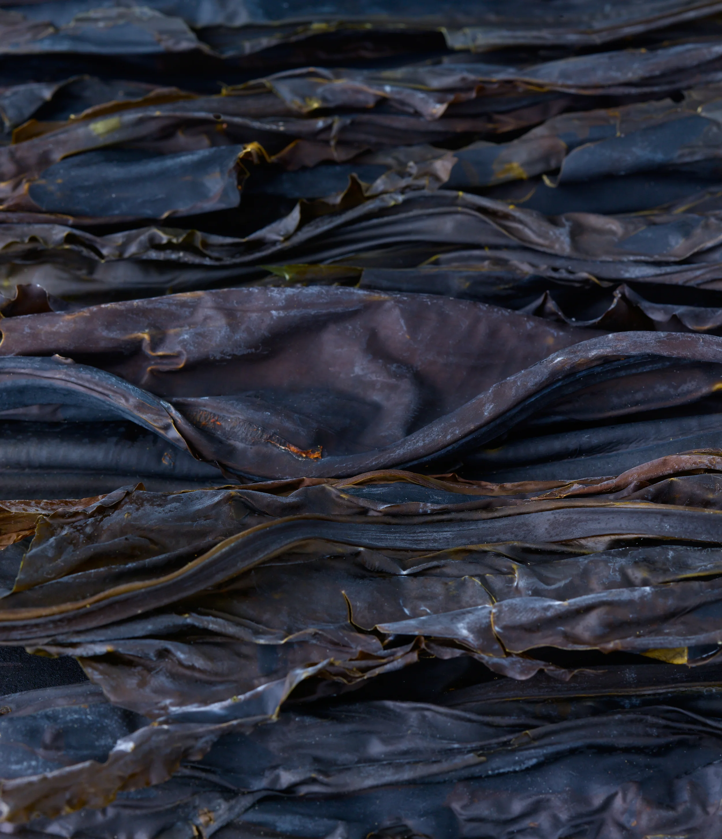 14-133-1766-winged-kelp_27844153736_o.jpg