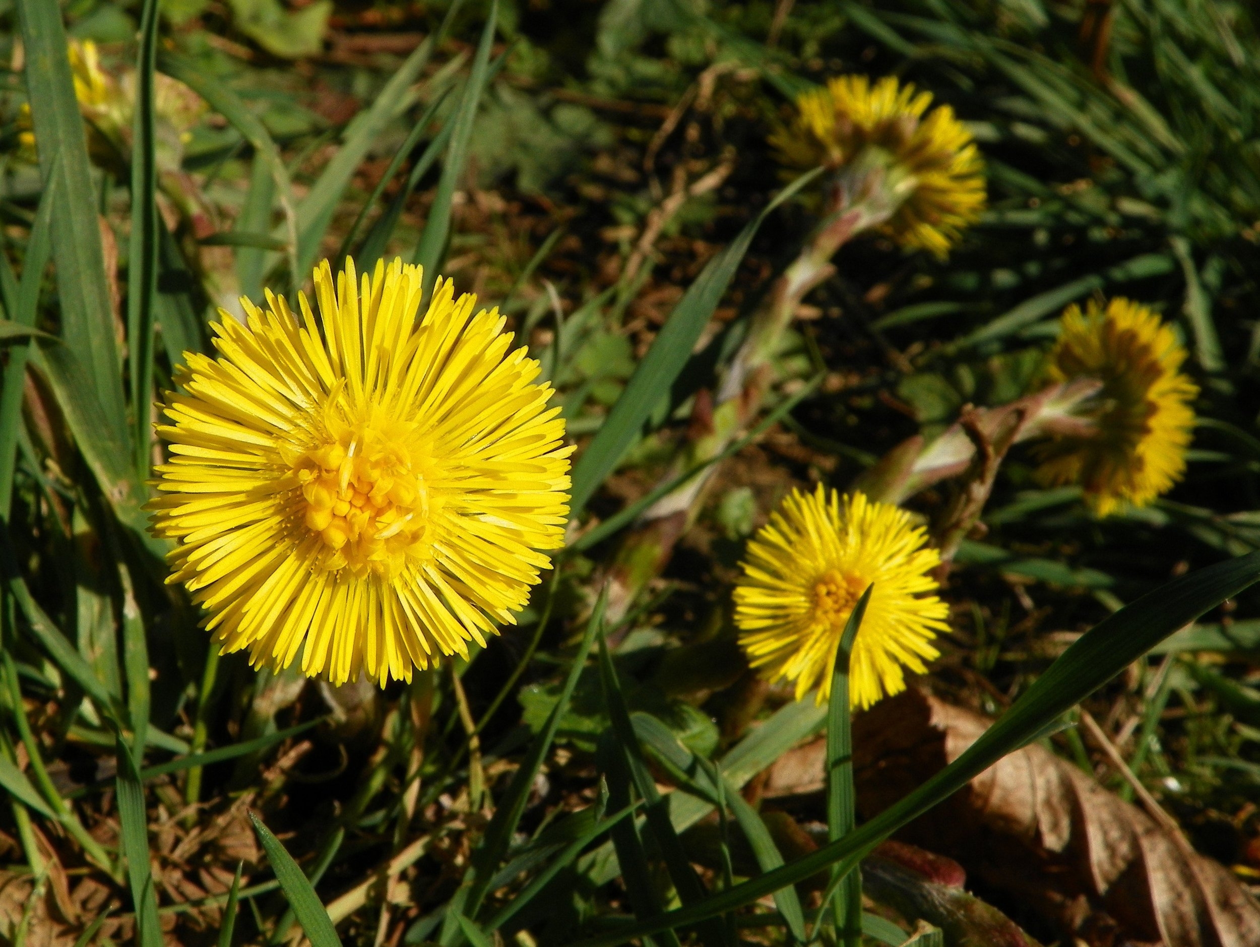 Coltsfoot