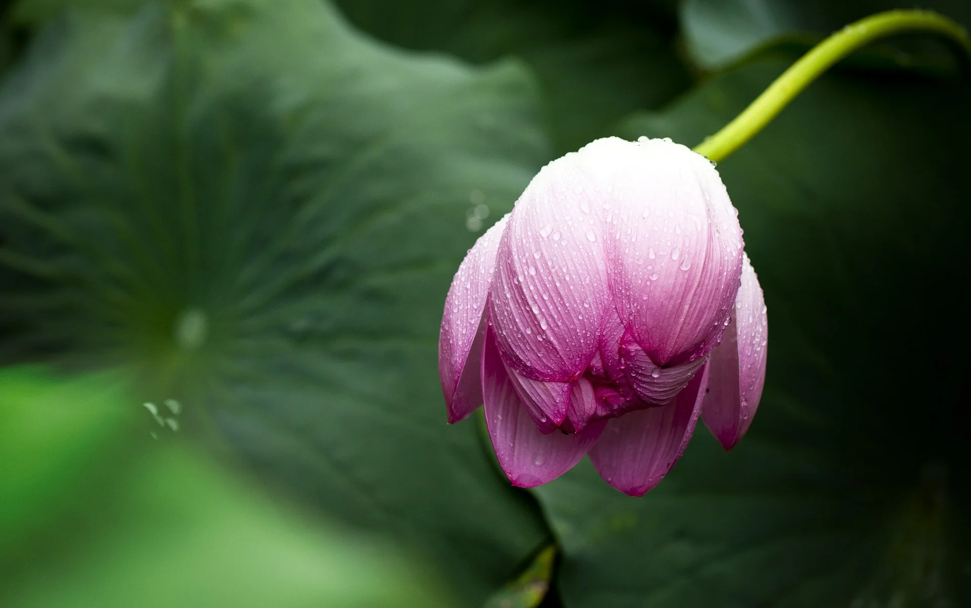 lotus-614493_1920.jpg