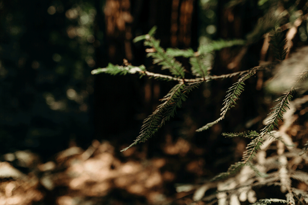 CA_11.gif