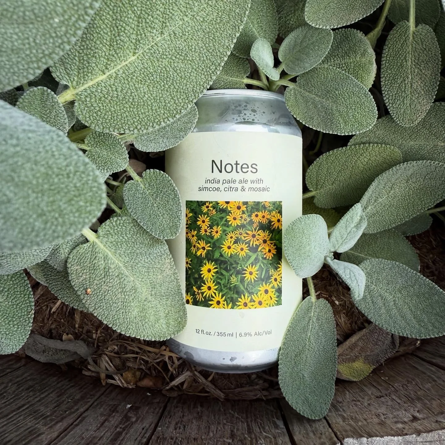 Today we are releasing NOTES

NOTES is an IPA with Simcoe, Citra, and Mosaic. We get grapefruit, mango, orange peel and gooseberries backed by a smooth bitterness and a round finish. 

It will be available on draft or in cans to go!

#drinkfriendly #