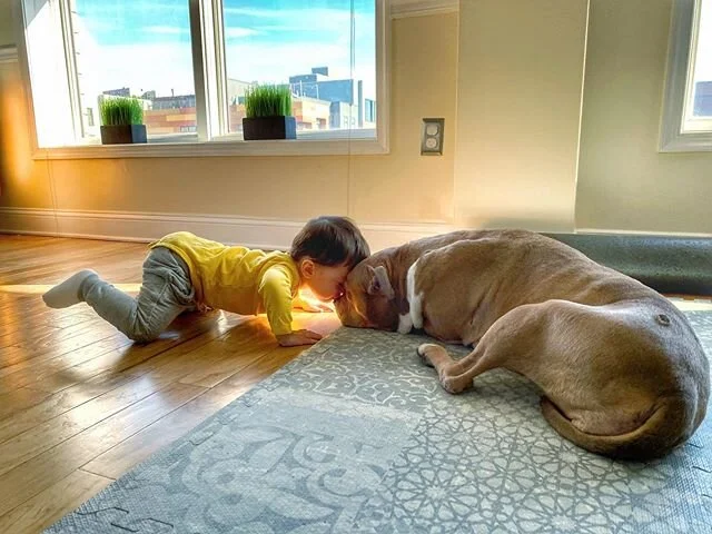 Teach them how to love and they will follow. Teach them how to hate and they will follow. I choose the former. Hugs and kisses to you all this weekend from Duke and Bella! ❤️❤️❤️❤️ #duke #squirmy #Bella #babies #weekendvibes