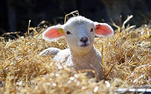 Cotswold Farm Park