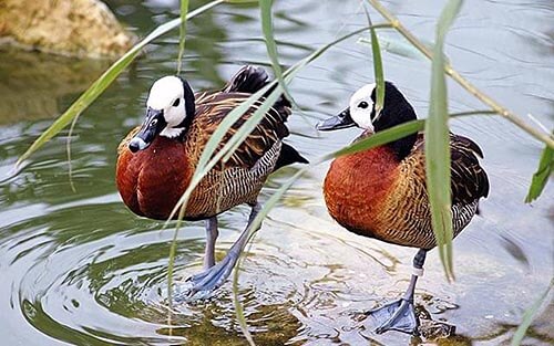 Cotswold Wildlife Park and Gardens