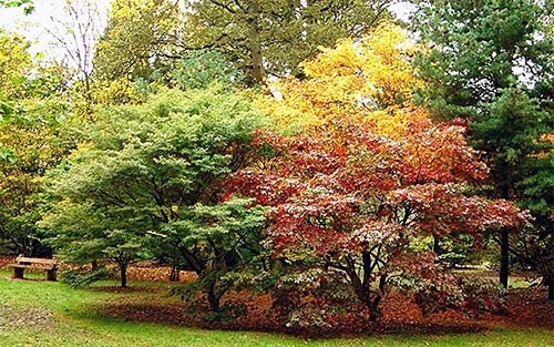Westonbirt Aboretum