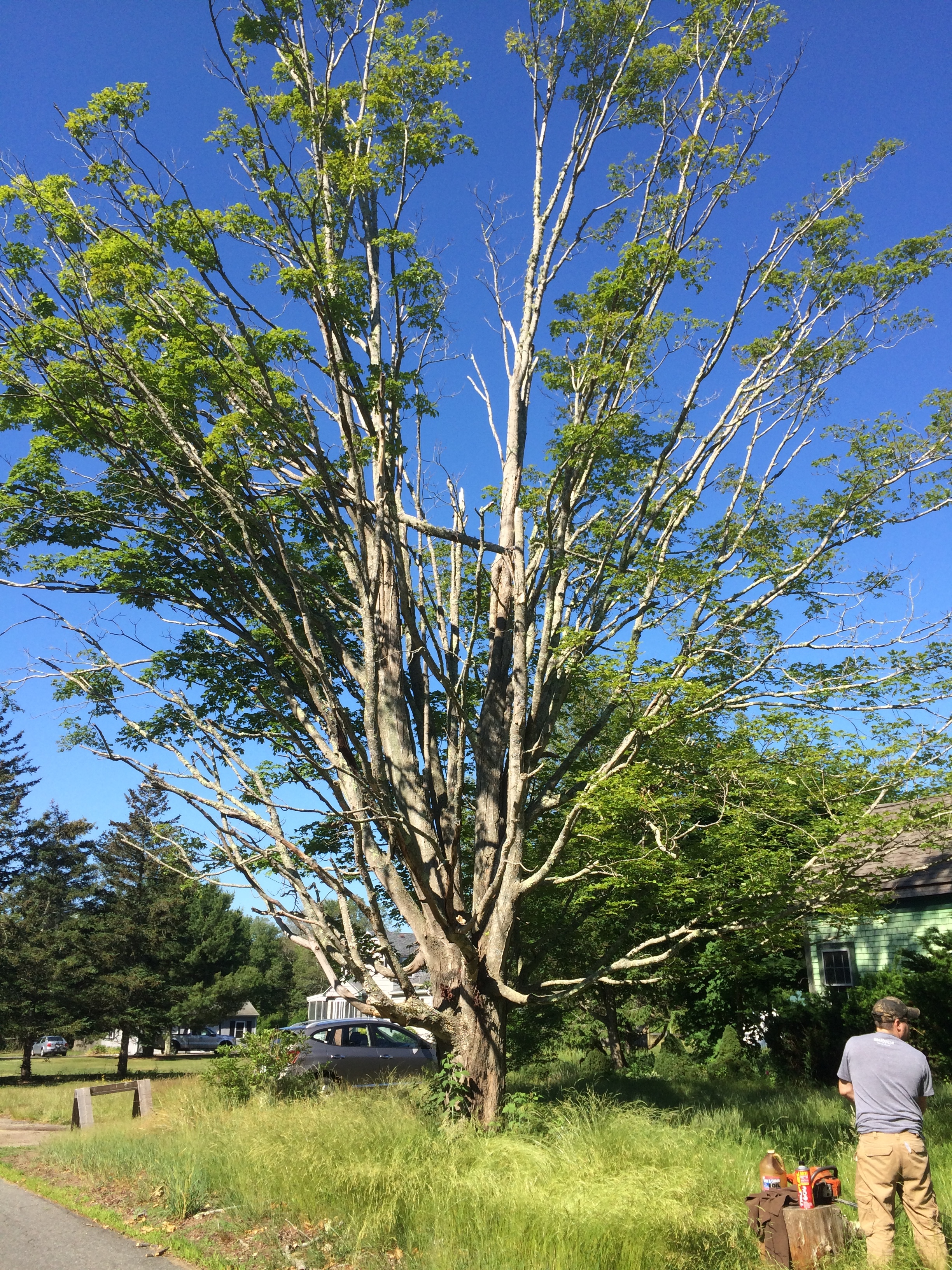  This is the maple tree that needs to come down. &nbsp;As you can see, it has seen better days and we don't want a dead limb to fall on the house. 