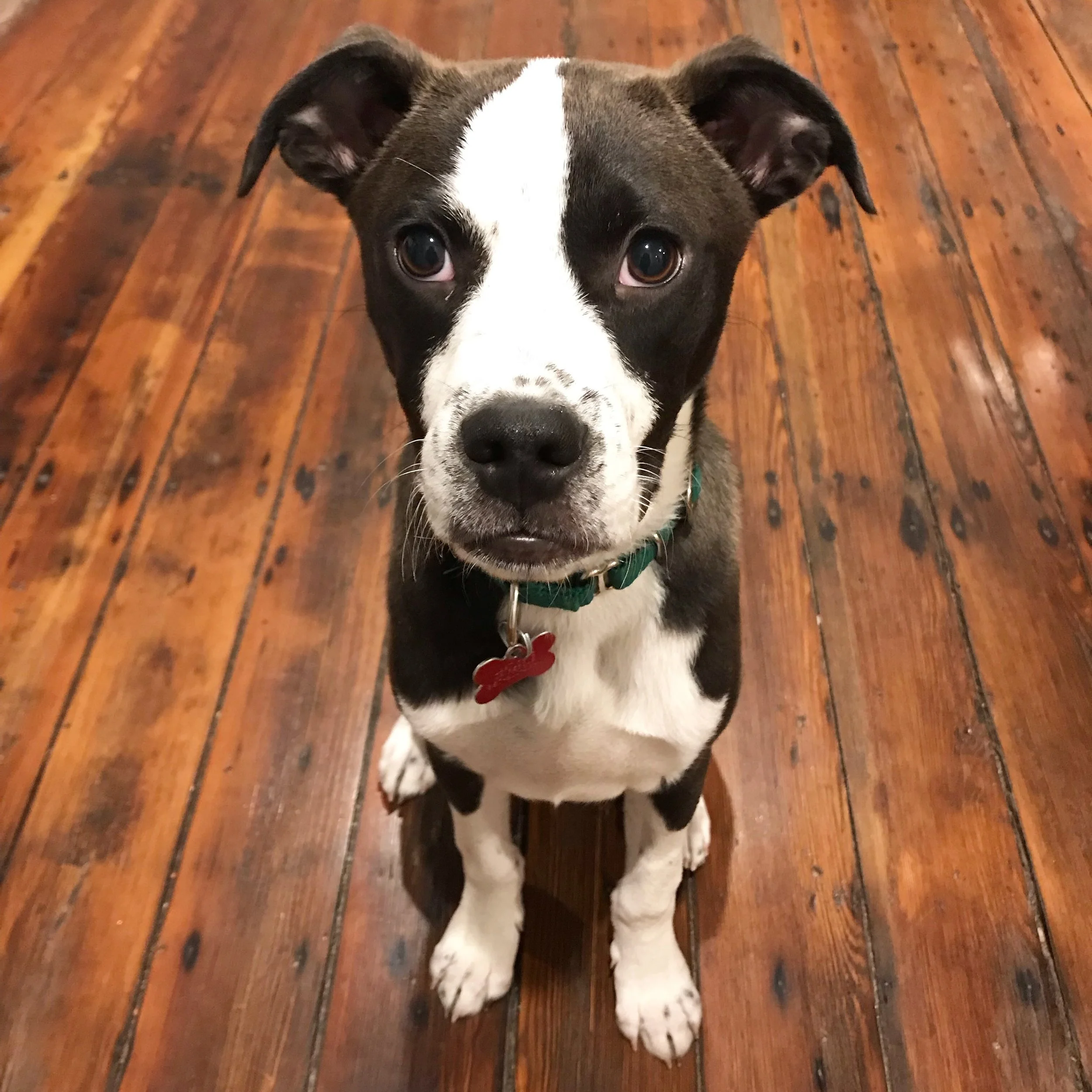 Springtime on the farm, means babies everywhere!