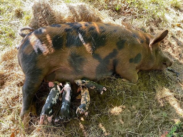 Penny had her babies yesterday!! Only 4 this time which is a small litter but just means more attention for each of them 🥰 
She decided to farrow in the field rather than in her stall and the spot she chose is right outside our kitchen window. It&rs