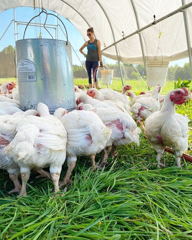 Friday morning chicken chores ✅
These guys have 1 more week and then it&rsquo;s fresh chicken for the 4th of July! 🍗🇺🇸💥
If you are interested in getting your hands on some check out the link in our profile for ordering instructions. Pick will be 